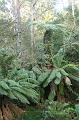 Tree fern gully, Pirianda Gardens IMG_7057